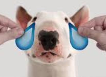 bull terrier cbd relief