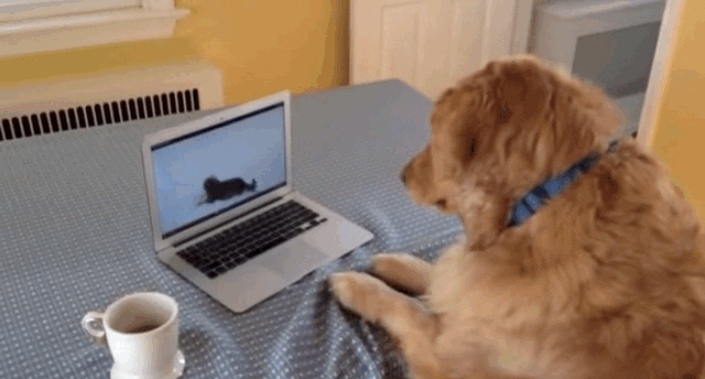 dogs make money online